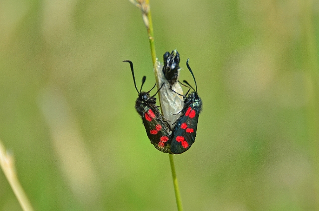 18 07 13_5466_edited-1.jpg - 6-SPOT BURNET MOTHS - MATING AS SOON AS THEY HATCH - BNSS, DURLSTON HEAD, DORSET - 17.7.13T - 17.7.13